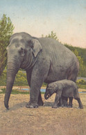ELEPHANTS - Éléphants