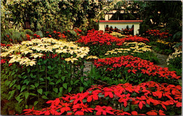 Missouri St Louis Missouri Botanical Garden Poinsettia Display - St Louis – Missouri