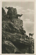 Hamburg - Stellingen - Carl Hagenbeck S Tierpark - Mähnenschafe - Foto-Ansichtskarte - Stellingen