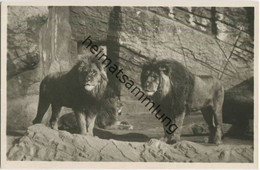 Hamburg - Stellingen - Carl Hagenbeck S Tierpark - Berberlöwen - Foto-Ansichtskarte - Stellingen