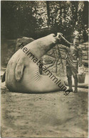 Hamburg - Stellingen - Carl Hagenbeck S Tierpark - See-Elefant - Foto-Ansichtskarte - Stellingen