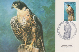 Carte  Maximum  1er  Jour   NOUVELLE  CALEDONIE   Oiseau  :  Faucon   Pélerin   1987 - Maximumkaarten