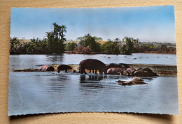 CPSM Afrique Faune Africaine Hippopotames Au Bain Hippopotame Photo Véritable HOA QUI 1101 - Hippopotamuses