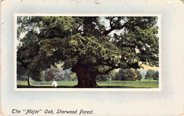 CPA Royaume Uni - Angleterre - Nottinghamshire - Sherwood Forest - The Major Oak - A. & G. Taylor's Orthochrome Series - Otros & Sin Clasificación