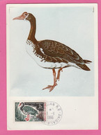 Côte D'Ivoire - Carte Maximum - Oie Armée De Gambie - Plectpopterus Gambensis  1966 - Geese