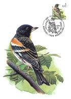 Belgium - Maximum Card 2004 :    Brambling -  Fringilla Montifringilla  - Vogels , Oiseaux -  BUZIN - 2001-2010