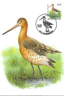 Belgium - Maximum Card 2006 :     Black-tailed Godwit  -  Limosa Limosa - 2001-2010