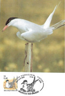 Belgium - Maximum Card 2001 :  Common Tern   - Sterna Hirundo - Vogels , Oiseaux BUZIN - 2001-2010