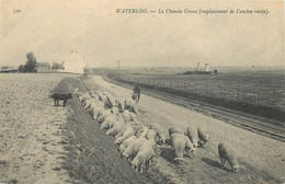 WATERLOO - Le Chemin Creux (emplacement De L'ancien Ravin), Moutons. - Waterloo
