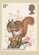 Great Britain 1977 PHQ Card Sc 818 9p Red Squirrel - Carte PHQ