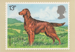 Great Britain 1979 PHQ Card Sc 854 13p Irish Setter - Cartes PHQ