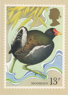 Great Britain 1980 PHQ Card Sc 886 13p Moorhen - Cartes PHQ