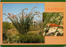 Cactus Ocotillo In Bloom, 1999 - Cactusses