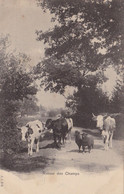 RETOUR DES CHAMPS - Vaches - Moutons - Très Bon état - Cham