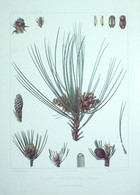 Pin Rouge (Pinus Resinosa) Gravure Florale 1870 - Estampes & Gravures
