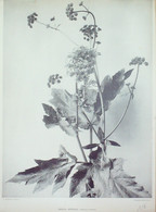 Angelique Commune (Angelica Officinalis) Gravure Florale 1870 - Prenten & Gravure