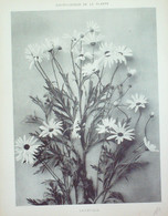 Anthémis Gravure Florale 1870 - Estampes & Gravures