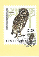 DDR (East Germany) - Maximumcard 1982 :  Little Owl  -  Athene Noctua - Hiboux & Chouettes