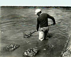 Marennes * L'ostréiculture En Charente Maritime * Le Ramassage Des Huîtres Dans Les Claires - Marennes