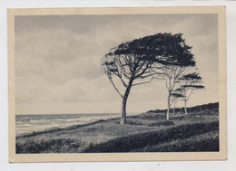 0-2593 AHRENSHOOP, Windflüchter Auf Dem Darß, GEBÜHR BEZAHLT 1948 - Fischland/Darss