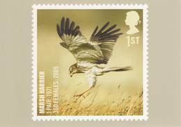 Great Britain 2007 PHQ Card Sc 2502 1st Marsh Harrier - Carte PHQ