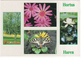 Haren - Hortus: Senecio  Cruentus, Bloeiende Appelboom, Vlinder, Victoria Amazonica - (Groningen, Holland/Nederland) - Haren