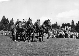 SAIGNELEGIER      MARCHE CONCOURS DE CHEVAUX - Saignelégier