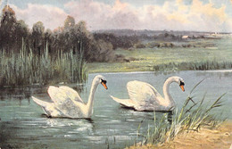 CPA Thème - Illustration - Couple De Cygne Blanc - Colorisée - Oblitérée Chippenham Décembre 1925 - M. Ettlinger & Co. - Unclassified