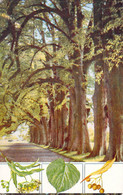 CPA Thème - Illustration - Common Lime - Tilia Vulgaris - Avenue Trees - Ashridge Park - Planted By Queen Anne - Ohne Zuordnung