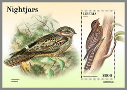 LIBERIA 2022 MNH Nightjars Nachtschwalben Engoulevents S/S 1 - OFFICIAL ISSUE - DHQ2249 - Golondrinas