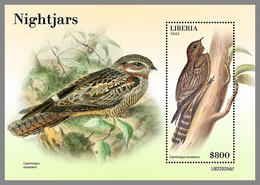 LIBERIA 2022 MNH Nightjars Nachtschwalben Engoulevents S/S 1 - IMPERFORATED - DHQ2249 - Swallows