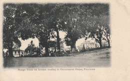 Freetown - Mango Trees On Avenue Leading To Government House - Sierra Leone