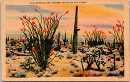 Cactus Ocotillo And Saguaro Cactus On The Desert - Cactusses