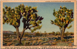 Cactus Blooming Joshua Tree The Jaoshua Tree National Forest 1958 - Cactussen