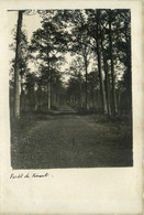 Sénart * Carte Photo * Route Chemin Dans La Forêt - Sénart