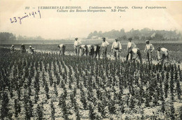 Verrières Le Buisson * établissement VILMORIN * Champs D'expériences * Cuture Des Reines Marguerites * Agriculture - Verrieres Le Buisson