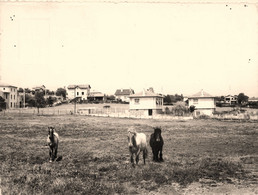 Quintenas * Vue Sur Le Quartier De La Terrasse * Chevaux - Autres & Non Classés