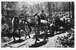 CPA France - Landes - Au Pays Landais - Attelage De Mules En été - Photo E. Vignes - Castets Des Landes - Other & Unclassified