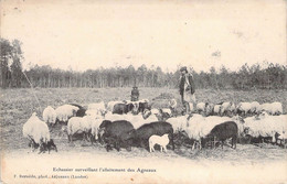 CPA France  - Echassier Surveillant L Allaitement Des Agneaux - F. Bernède Phot. - Dos Non Divisée - Moutons - Troupeau - Other & Unclassified