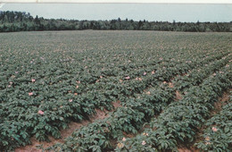 Potato Field In Full Bloom At Carleton, Prince Edward Island - Altri & Non Classificati