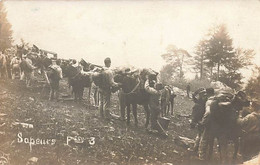 Carte Photo  Schweizer Armee  Armée Suisse Militaria Sapeurs Mulets Maultier - Andere & Zonder Classificatie