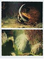 Monaco, Aquarium Marin, Hénioque (Heniochus Acuminatus) + Anémone (Anemonia Sulcata) - Oceanographic Museum
