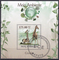 Moçambique, Giraffa Camelopardalis, 2010 - Giraffes