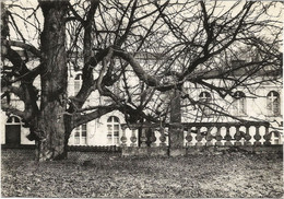 MARIEMONT - Marronnier Séculaire En Bordure Du Parc - N'a Pas Circulé - Thill - Morlanwelz