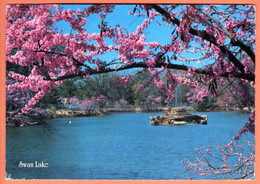 United States Tulsa 1988 / The Redbud, Oklahoma State Tree, Swan Lake - Tulsa