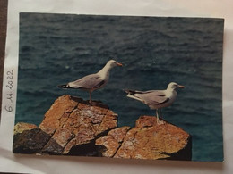 Cpm, Cap Sizun 29, Bretagne En Couleurs Oiseaux De Bretagne Goélands Marins, Réserve D'oiseaux, éd Jos,non écrite - Pont-Croix