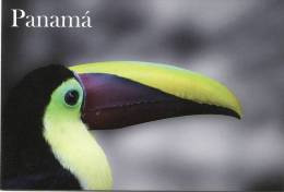 Lote PEP905, Panama, Postal, Postcard, Ave, Bird, Tucan De Swainson, Toucan - Panama