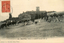 Le Mont Pilat * La Ferme De La Jasserie * Agriculture Troupeau - Mont Pilat