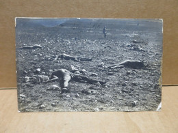 MILITARIA évènements Du MAROC Carte Photo Cadavres De Marocains 1913 - Autres & Non Classés