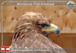 841 Greifvogelpark Umhausen, AT - Steppe Eagle (Aquila Nipalensis) - Imst